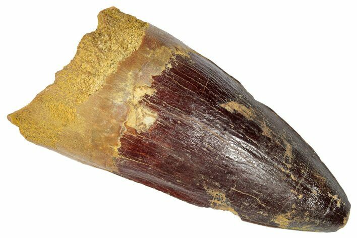 Fossil Spinosaurus Tooth - Robust Tooth #346312